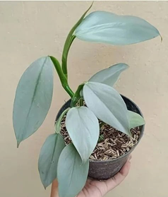 Philodendron silver sword