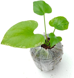 Philodendron selloum green