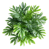 Philodendron selloum green
