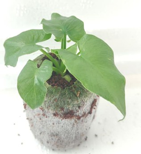 Philodendron super atom