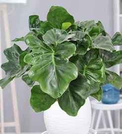 Philodendron super atom