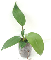 Philodendron mayoi