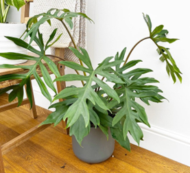 Philodendron mayoi