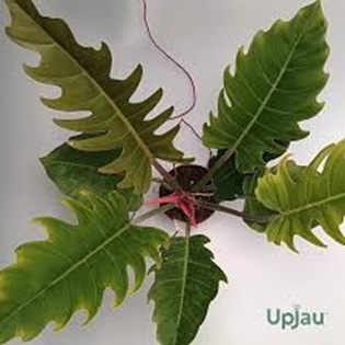 Philodendron caramel pluto