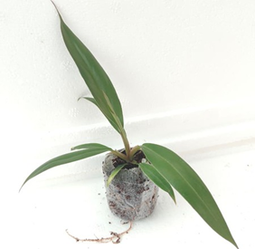 Philodendron caramel pluto