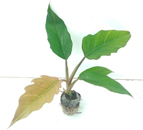 Philodendron choco empress