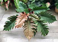 Philodendron choco empress
