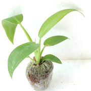 Philodendron Martianum
( Fat boy )