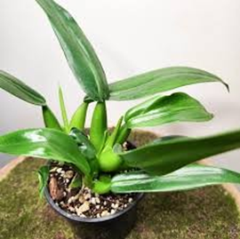 Philodendron Martianum
( Fat boy )