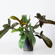 Philodendron florida bronze