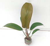 Philodendron florida bronze