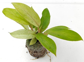 Philodendron whipple way