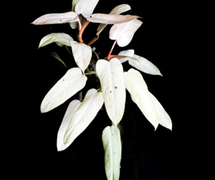 Philodendron whipple way