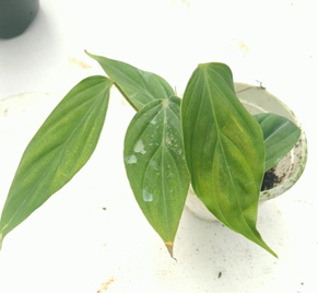 Philodendron sp columbia