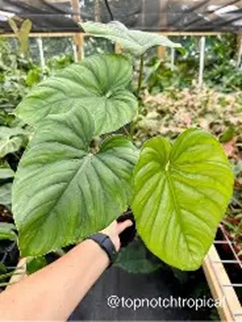Philodendron sp columbia