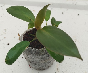 Philodendron black cardinal