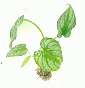 Philodendron silver cloud