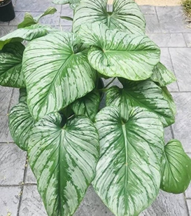 Philodendron silver cloud