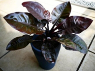 Philodendron black cardinal