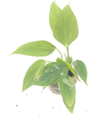 Philodendron nangaritense