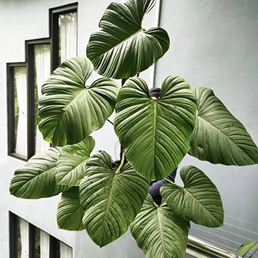 Philodendron nangaritense