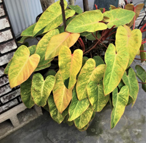 Philodendron painted lady