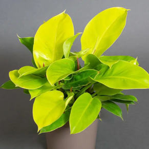 Philodendron moonshine