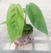 Philodendron Sharoniae