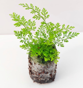 Davallia tyermanni (Hare foot fern)