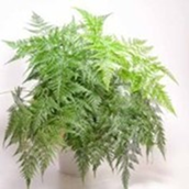 Davallia tyermanni (Hare foot fern)