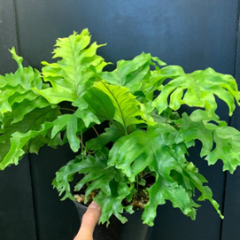 Nicholas diamond fern