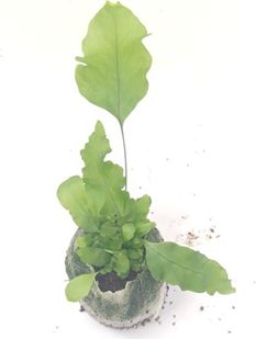 Nicholas diamond fern