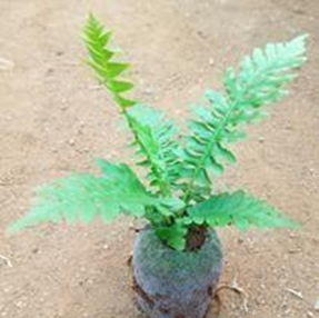Tree fern (Blechnum gibbum silver lady)
