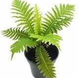 Tree fern (Blechnum gibbum silver lady)