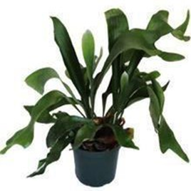 Platycerium bifurcatum (Stag horn fern)