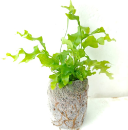 Phymatosorus scolopendria (Hawaiian sunshine)