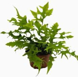 Phymatosorus scolopendria (Hawaiian sunshine)