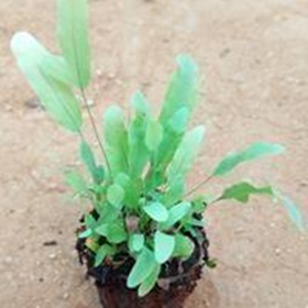 Phlebodium aureum mandaianum (Blue star)