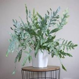 Phlebodium aureum mandaianum (Blue star)