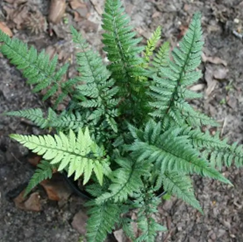 Korean rock fern