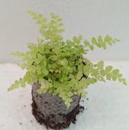 Nephrolepsis exaltata 'Boston blue bell'