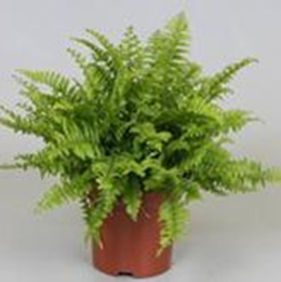 Nephrolepsis exaltata 'Boston blue bell'