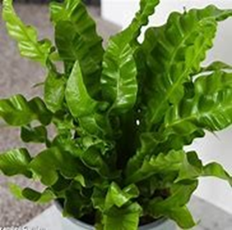 Asplenium nidus 'Crispy wave'