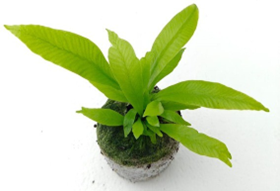 Asplenium nidus 'Crispy wave'