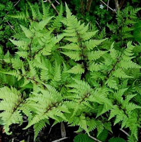 Athyrum niponicum 'pictum' (japanese painted fern)