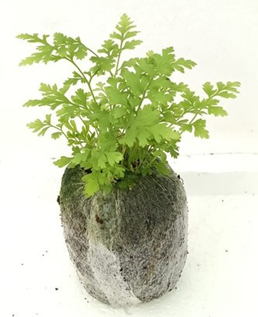 Rumohra adiantiformis (Leather leaf fern)