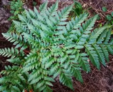 Rumohra adiantiformis (Leather leaf fern)