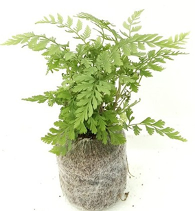 Athyrum niponicum 'pictum' (japanese painted fern)