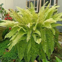 Golden fern