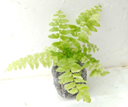 Nephrolepis exaltata tiger
(Tiger fern)